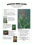 PURPLE LOOSESTRIFE (Lythrum salicaria)) Purple loosestrife can
