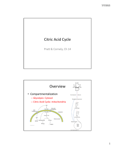 Citric Acid Cycle Overview