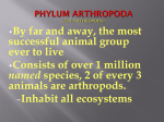 Phylum Arthropoda (The Arthropods)