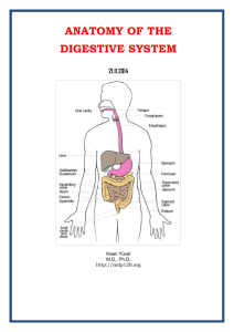 anatomy of the digestive system - Yeditepe University Pharma