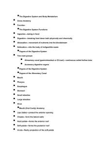 The Digestive System and Body Metabolism