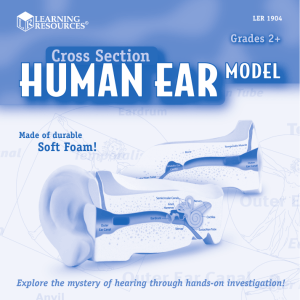 Cross Section Human Ear Model (418k PDF file)