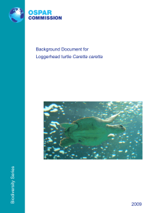 Biodiversity Series Background Document for Loggerhead turtle