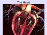Chapter 21 - heart - Fullfrontalanatomy.com