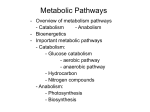 lecture notes-metabolism pathways-complete notes