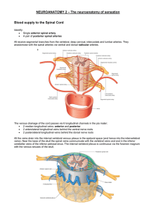 Neuroanatomy 2