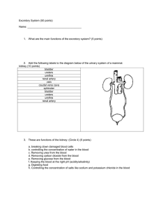 Excretory System (50 points) Name: What are the main functions of