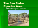 The San Pedro Riparian Area
