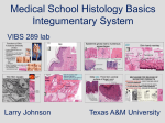 Medical School Histology Basics Integumentary System