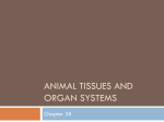 Animal tissues and Organ systems