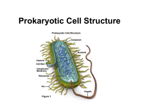 Prokaryotes