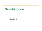 Muscular System - walker2016