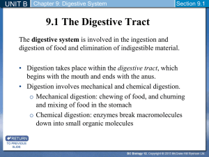 Digestion PPT - Wilson`s Web Page