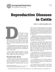 Reproductive Diseases in Cattle