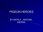 pigeon heroes - American Racing Pigeon Union