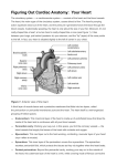 Figuring Out Cardiac Anatomy: Your Heart - heart-of
