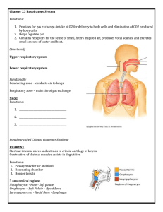 Chapter 23 Respiratory System Functions: Provides for gas
