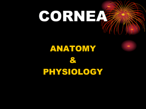 CORNEA