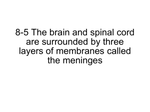 8-5 The brain and spinal cord are surrounded by three layers of