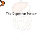 Anatomy and Physiology The Digestive System