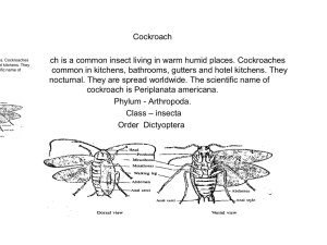 Mrs. Sudha_cockroach