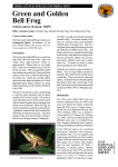 Litoria aurea - profile (PDF 560 KB)