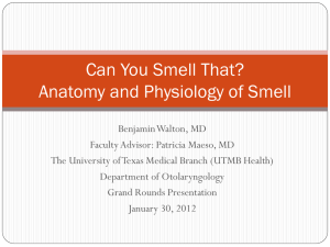 Anatomy and Physiology of Smell