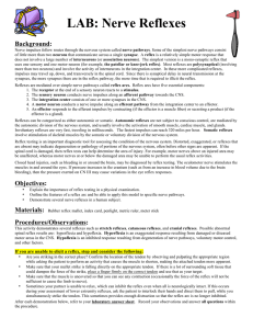 LAB: Nerve Reflexes