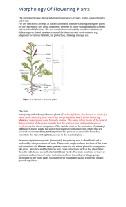 Morphology of Flowering Plants