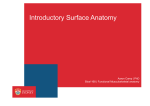 Introductory Surface Anatomy