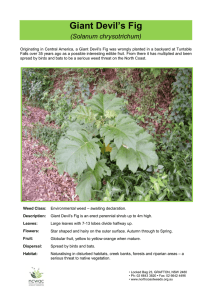 Giant Devil`s Fig - NSW North Coast Weeds Advisory Committee