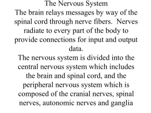 The Nervous System - Catherine Huff`s Site