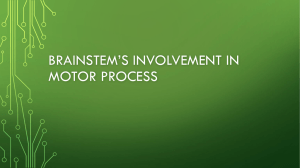 Brainstem*s involvement in Motor process