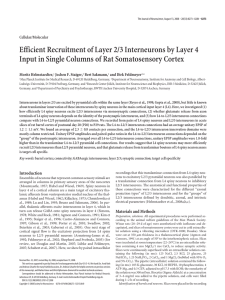 Efficient Recruitment of Layer 2/3 Interneurons by Layer 4 Input in