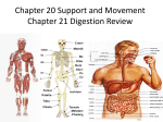 Chapter 20 Support and Movement Chapter 21 Digestion Review