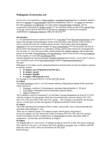 Pathogenic E.coli - SHS