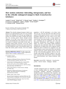 Slow motion extinction: inbreeding, introgression, and loss in the