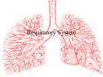 Respiratory System - River Ridge CUSD #210