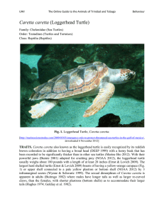 Loggerhead Turtle - UWI St. Augustine