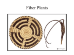Fiber Plants - March 6.