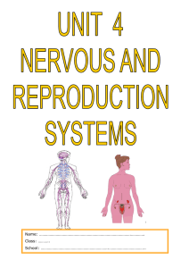 Unit 4 NERVOUS AND REPRODUCTION SYSTEM