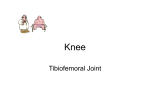 Knee