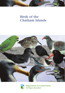 Birds of the Chatham Islands