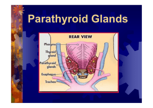 Parathyroid Glands