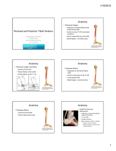 Peroneal and Posterior Tibial Tendons Anatomy