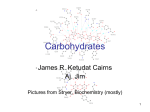 Carbohydrates - WordPress.com