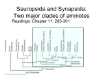 Sauropsida and Synapsida: Two major clades of amniotes