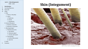 Lab 11 – Skin (Integument)