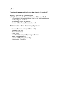 Lab 1 Functional Anatomy of the Endocrine Glands
