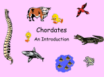 Chordates - Edublogs
